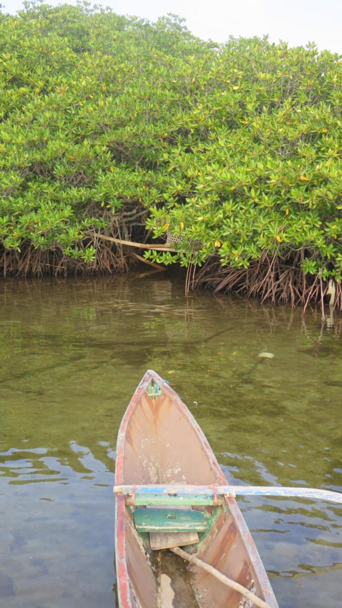 Mangrove Inn カリムンジャワ エクステリア 写真